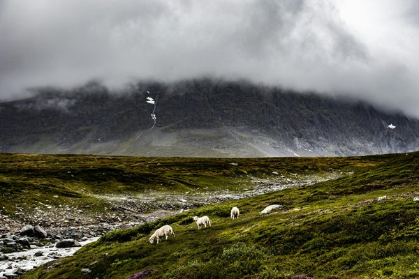 Anna Maria Island Rentals