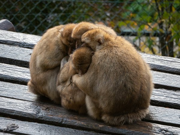 Promo zoo de Beauval : Profitez d'une visite moins chère !